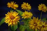 Yellow Flowers_05419